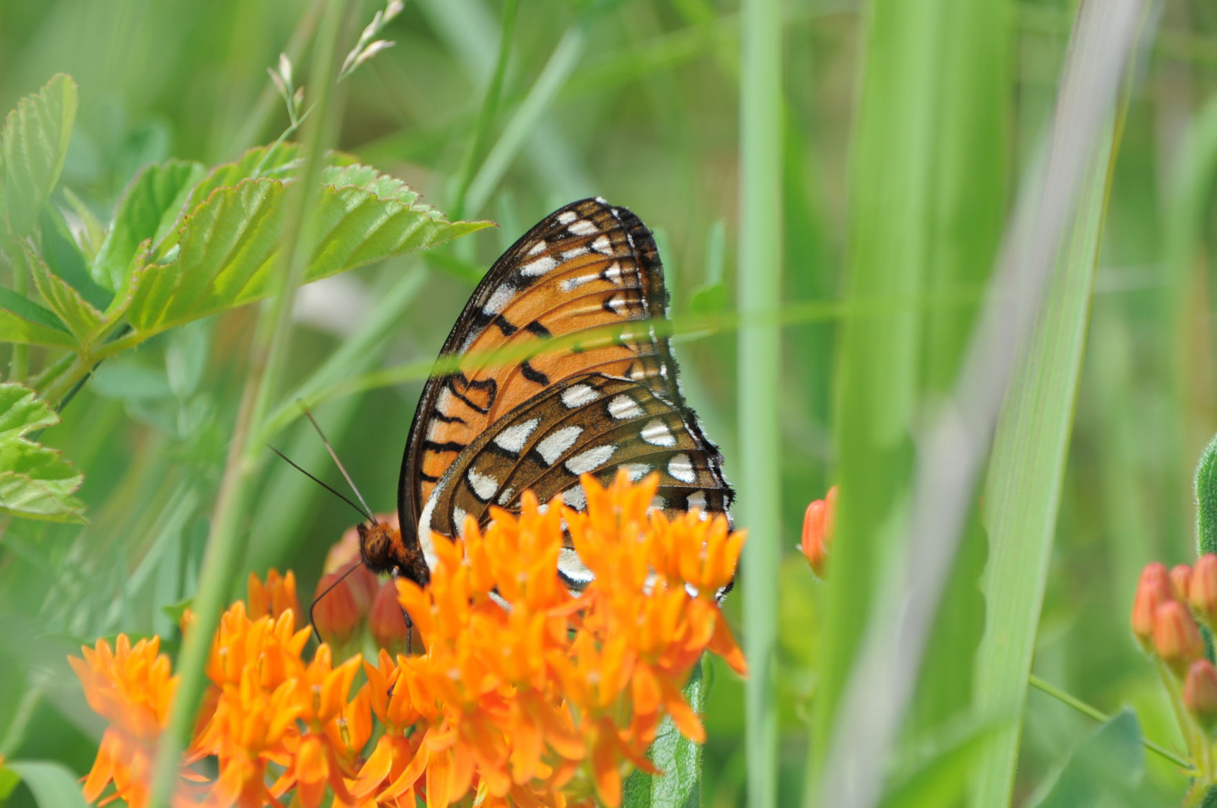 Regal fritillary